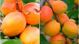 Абрикос плодовый Ульянихинский-Краснощекий 🌿 обзор: