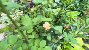 Сравниваем хосты Atlantis и Afterglow