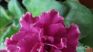 05.06.2025./МОИ ФИАЛКИ,ВЫРАЩЕННЫЕ ИЗ ЛИСТА ИЗ ДОМА ФИАЛОК,В