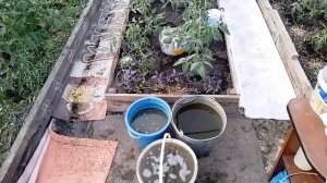 Первая подкормка помидоров в теплице! 🍅