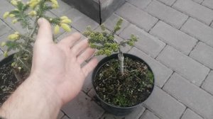 ХВОЙНЫЕ НОВИНКИ В МОЙ САД !