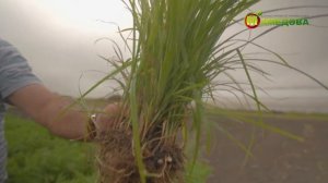 ЧУФА - земляной орех! Выращивание чуфы в Средней полос?