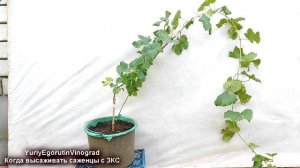 🍇 Когда осенью пересаживать на ПОСТОЯННОЕ МЕСТО саже