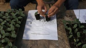 Прививка огурца на подвой