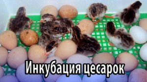 Инкубация африканских одомашненных цесарок