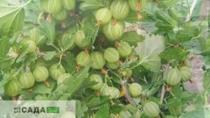 Крыжовник Берилл характеристика и описание сорта