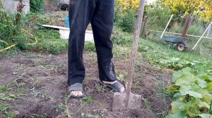 квадратно-гнездовой метод посадки картошки на второй