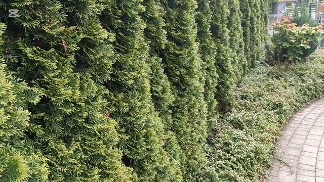 Затишні подвір'я Польщі: приклад для всіх! Ландшафтний смотреть онлайн