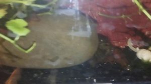 КРЕВЕТКИ ВИШНЯ И МРАМОРНЫЕ РАКИ СОВМЕСТИМОСТЬ И РАЗМН