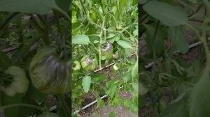 Новинка селекции СОФИИ СААКОВОЙ сорт ИЗУМРУДНАЯ КОМЕ?