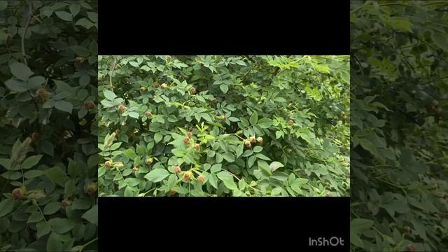 Как отличить розу от шиповника. Как заставить розу цве смотреть онлайн