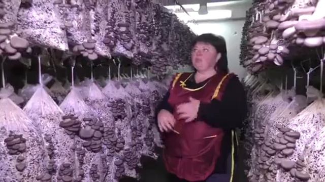 Мицелий вешенки К-17. Зерновой мицелий фирмы Футар – от смотреть онлайн