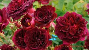 Роза парковая Манстед Вуд (munstead wood) 🌿 Манстед Вуд обзо