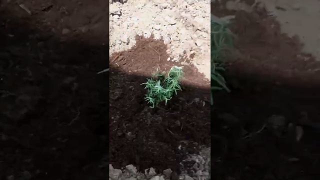 Распаковка Wildberries саженец Лаванды #wildberriesпокупки #wildberr смотреть онлайн