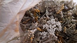 Голуби и здоровье.Пижма и тысячелистник для голубей