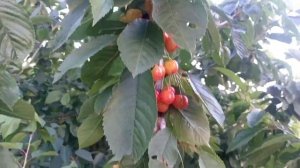 Обзор сорта черешни  МЕДУНИЦА