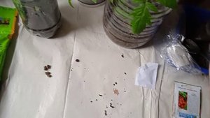 Что сейчас из овощей растёт на подоконнике и ещё посее