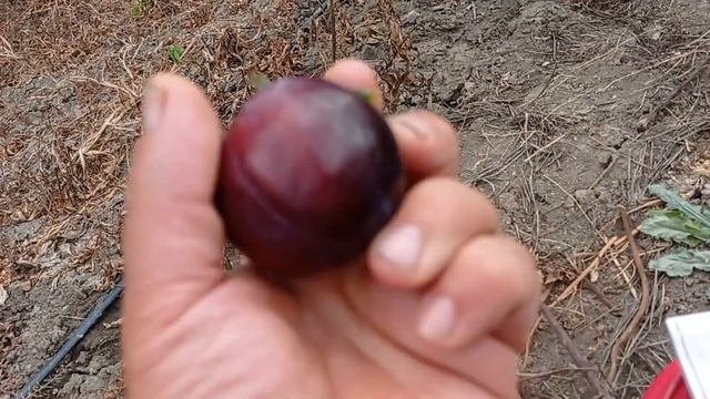 Слива Блэк голд смотреть онлайн