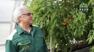 Выращивание томатов  в зимней теплице. часть 4