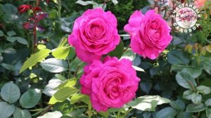 СОРТА РОЗ С ЦВЕТКОМ НЕОБЫЧНОГО ОТТЕНКА. ОБЗОР СОРТОВ Р