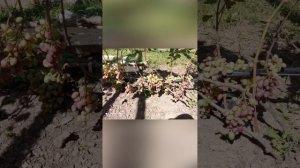 беженец из Курской области сделал видео своего брошен