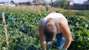 Эффект партенокарпина