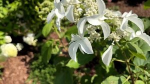 ГОРТЕНЗИЯ  Грейт Стар 🌺 | САМЫЕ БОЛЬШИЕ ЦВЕТЫ у ГОРТЕН