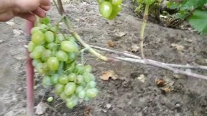 Виноград  Монарх - Хризоліт