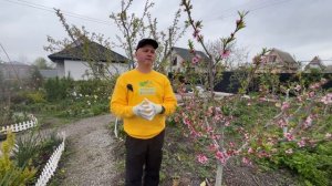 Защита персика от курчавости и вредителей.Действующи?