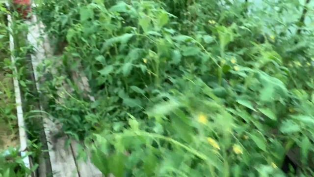 Как вырастить томаты помидоры в теплице? ормирование смотреть онлайн