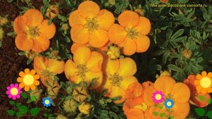 Лапчатка кустарниковая Белла Сол. Краткий обзор, опис?