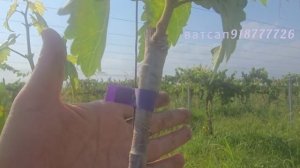 Пайванди дукарата