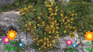 Очиток цветоносный. Краткий обзор, описание характери