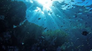 Красное море. Риф отеля Парк Редженси. Шарм эль Шейх