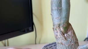 Прививка адениума «Клином». Снимаю повязку. Что получ?