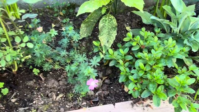 Вечнозеленые растения в южном саду. Асмантус, пальма т смотреть онлайн