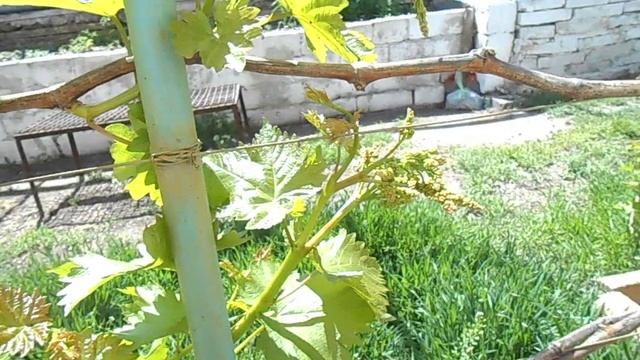 виноград Приазовья. Велес (недостатки) смотреть онлайн