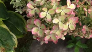 Пастелгрин, гортензия метельчатая