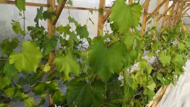 Виноград 🍇в теплице на 01. 06. 2025г. смотреть онлайн