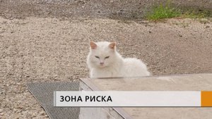 В трёх районах Татарстана — Елабужском, Заинском и Сармановском — введён карантин по бешенству