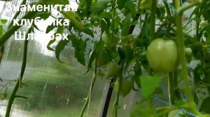 ЛУЧШИЕ УРОЖАЙНЫЕ ТОМАТЫ сезона 2024.