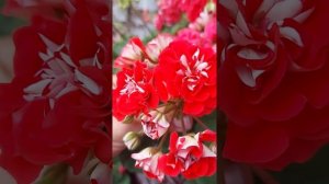 Пеларгония ЮГ-Лакомый Кусочек