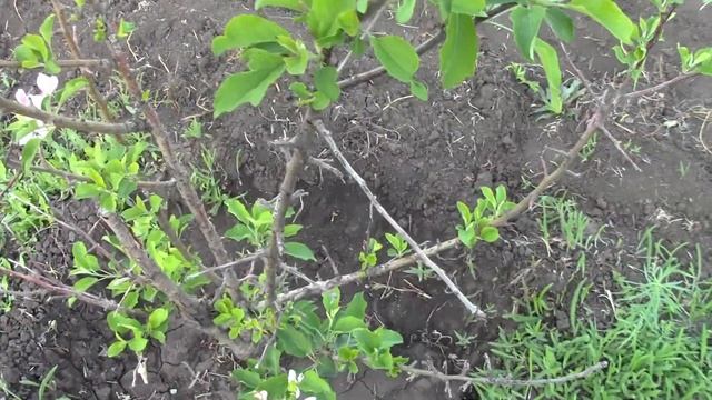 ОБЗОР ДЕРЕВЬЕВ ПОСЛЕ ПОСАДКИ / ЦВЕТУТ ЯБЛОНИ / ВЕСНА НА смотреть онлайн