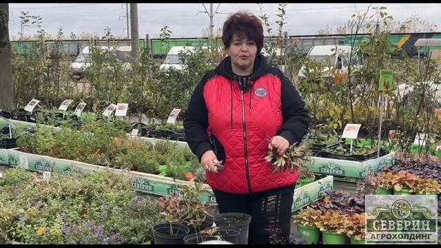 ПОДГОТОВКА ПИОНОВ К ЗИМЕ смотреть онлайн