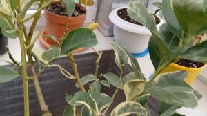 Цветение, завязывание плодиков и подрастание бананчи?