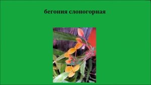Международная Красная книга.  Редчайшие растения.  Час
