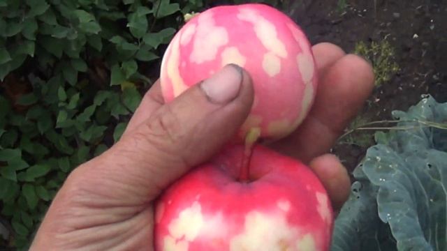 новый сорт яблок в сибири смотреть онлайн