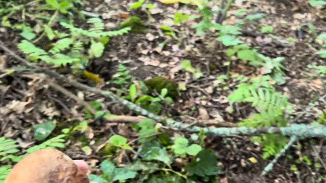 Белые грибы в ДУБАХ ! Грибные новости 3 июля ! Грибы 2025 смотреть онлайн