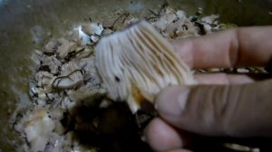 Как вырастить грибы в саду / Рядовка лиловоногая / Выра