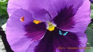 Виола крупноцветковая Мид Блю 🌿 виола Мид Блю обзор: ?